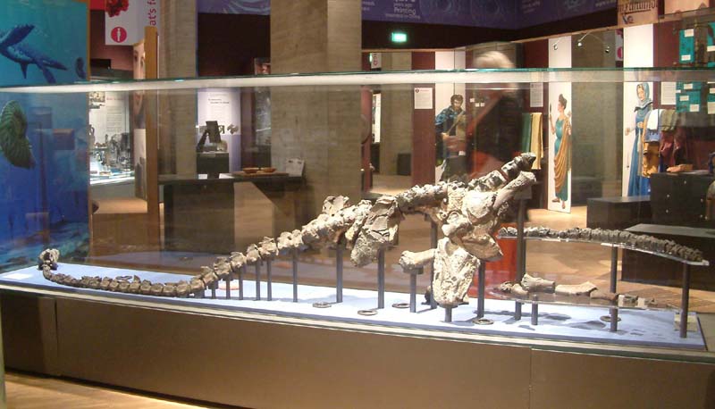 The Lincoln Plesiosaur