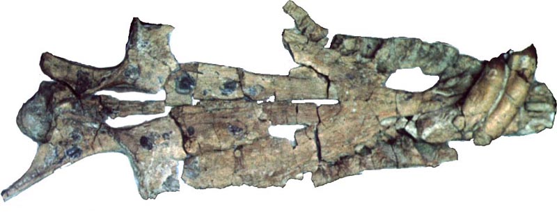 Liopleurodon skull