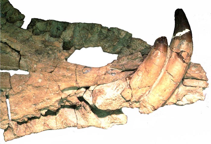 Plesiosaur Skull