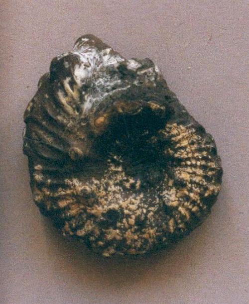 Ammonite from the Gault