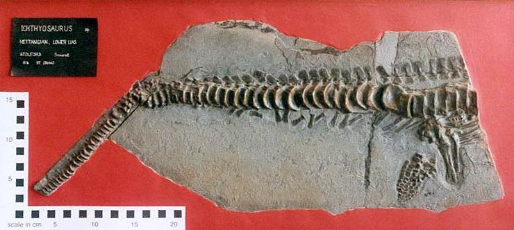 Stolford Ichthyosaur